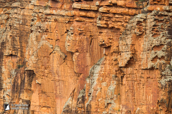 Rob Saunders, Pagoda (17), Moonarie, South Australia.