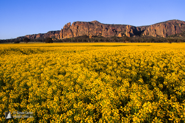 Canola dawn, Mount Arapiles