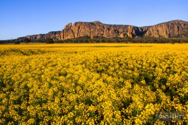 Arapiles Canola dawn